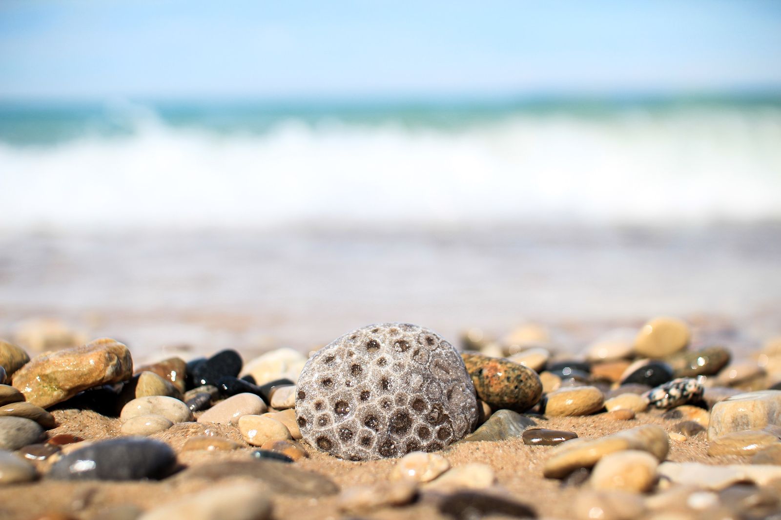 Petoskey stone on a Lake Michigan beach